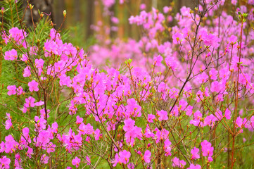 Flowering Bush Rhododendron Daursky (lat. Rhododendron dauricum) or bagulnik. In the woods in spring. Warm shade.