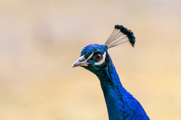 Pfau