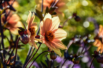 red and yellow flowers