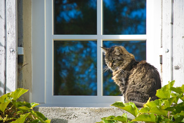 Katze auf dem Fensterbrett, weißes Fenster mit wildem Wein