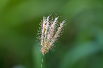 Flowers from grass With small stamens around the flower On the background image is green from natural trees.