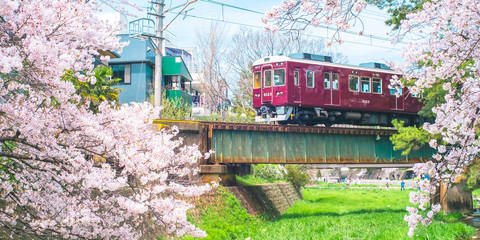 Cherry Blossom with Train in Shukugawa Park - Famous scenic of Cherry Blossom in Nishinomiya City,...