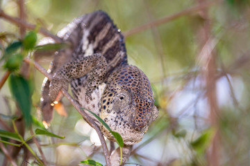 Pantherchamäleon im Regenwald von Madagaskar