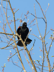 Loud male red-winged blackbird a tree in spring