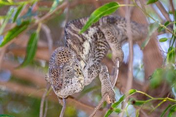 Pantherchamäleon im Regenwald von Madagaskar