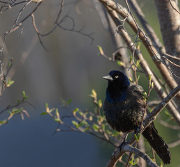 A close-up of a common grackle (Quiscalus quiscula) in a tree in a marsh