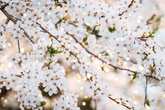 Close up photo of cherry blossoms for spring background.