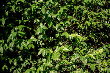 Nature Background Realistic Green bush 