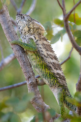 Pantherchamäleon im Regenwald von Madagaskar