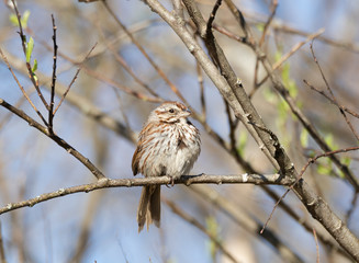 A Song Sparrow (Melospiza melodia) on a branch in a woodland in Muskoka in May.