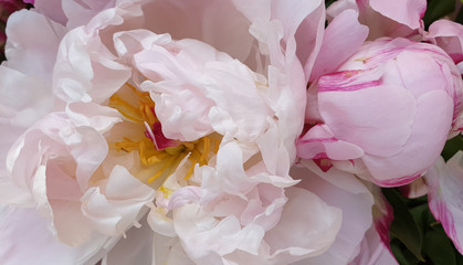 white rose peony petals flower peonies