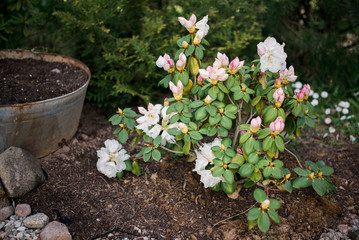 Azalea plants are excellent and brilliant landscape plants. Azalea shrub in bloom. Beautiful azalea...