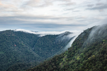 Fototapeta premium mountain coverd with white mists and dense forests