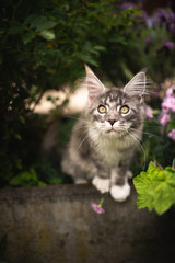 curious blue tabby maine coon cat in the back yard in between flowering plants looking at camera