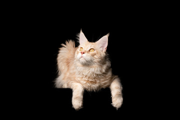 studio portrait of a curious cream colored ginger maine coon cat looking to the side isolated on black background with copy space