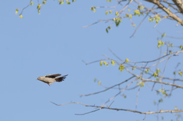 Gray Catbird ((Dumetella carolinensis) flying away from a tree