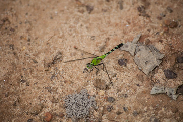 green dragonfly