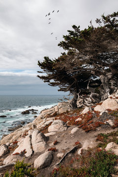 17 Mile Drive road in Monterey.