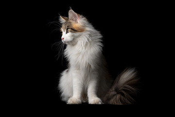 studio portrait of a beautiful calico maine coon cat sitting looking to the side isolated on black background with copy space