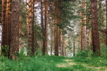 pine forest at late spring, summer