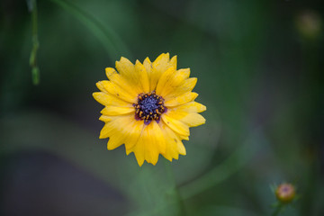 Yellow Flower