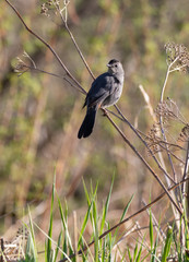 A Gray Catbird (Dumetella carolinensis) on a branch in a marsh