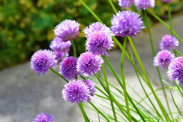 Purple chives in the garden.