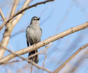 A noisy Gray Catbird (Dumetella carolinensis) singing from the brush in a woodland in Muskoka in springtime.