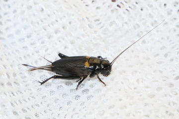 close up of a fly