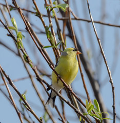 Obraz premium An American goldfinch (Spinus tristis) in a tree in spring