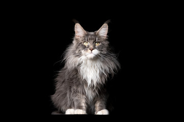 studio portrait of a fluffy blue tabby white maine coon cat looking at camera isolated on black background with copy space