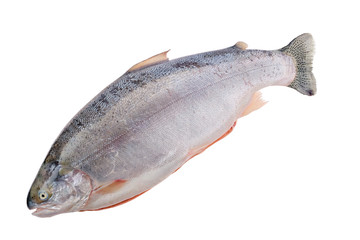 Raw tasmanian ocean trout isolated on white background