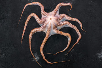 Raw large octopus on black background © boomeart