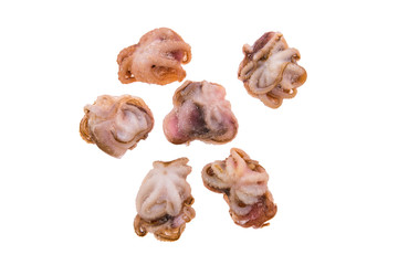 Small frozen octopus isolated on white background