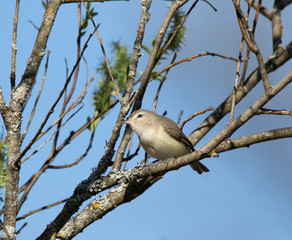 A Warbling Vireo (Vireo gilvus) in a woodland tree near a pond in Huntsville Ontario in mid May