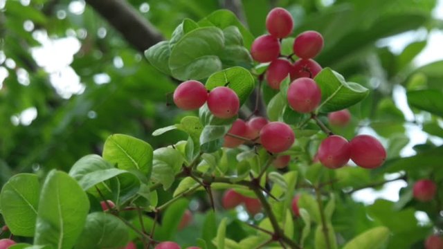 Fresh Carunda or Karonda fruit growth on the branch tree in organic botanical garden,summer sunlight. Herb fruit for health.