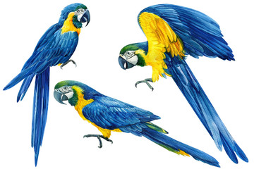 set of beautiful blue parrots on an isolated white background, macaw watercolor hand drawing