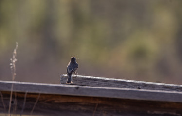 Bird on a railing with blurred green and pink grassy nature background