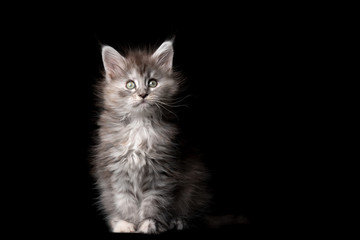 studio portrait of 8 week old maine coon kitten sitting looking at camera isolated on black background with copy space