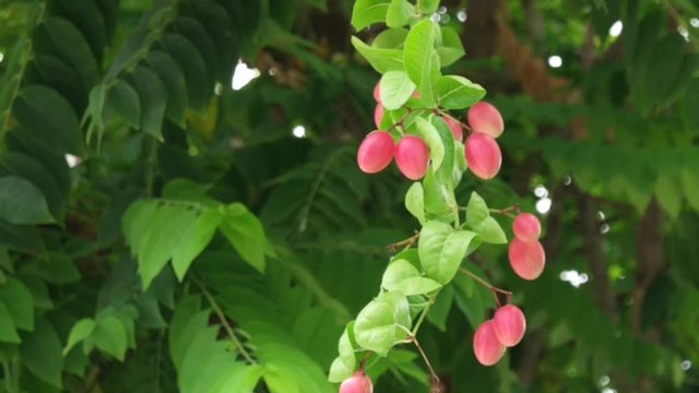Fresh Carunda or Karonda fruit growth on the branch tree in organic botanical garden,summer sunlight. Herb fruit for health.