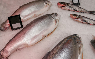 Fresh Trout and Silver carp are cooled on crushed ice. Seafood shop.
