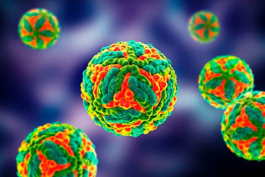 Saint Louis encephalitis virus