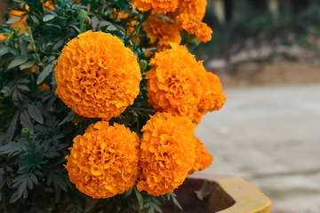 Donkey orange flowers in the garden