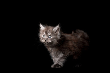 studio portrait of 8 week old black smoke maine coon kitten looking curiously isolated on black background with copy space