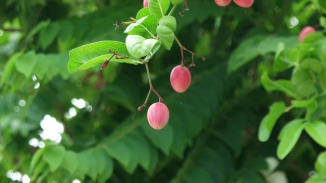 Fresh Carunda or Karonda fruit growth on the branch tree in organic botanical garden,summer sunlight. Herb fruit for health.