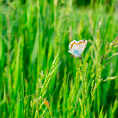 Blue butterfly in the green grass. Background