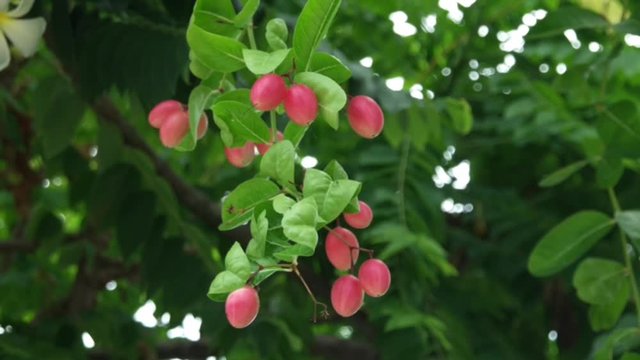 Fresh Carunda or Karonda fruit growth on the branch tree in organic botanical garden,summer sunlight. Herb fruit for health.