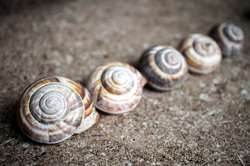 Five shells of a garden snail arranged diagonally on a stone background with space for text.