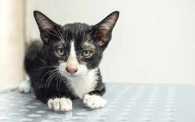 A little cat playing at home