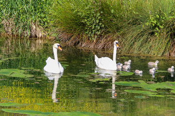 Mute Swans in the Frontenpark (english Frontenpark) taking care of and the offspring as it is spring  and breeding season for mother nature in Maastricht